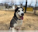 Small #1 Siberian Husky