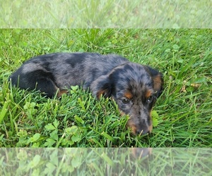 Dachshund Puppy for sale in BECKLEY, WV, USA