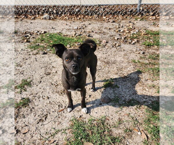 Medium Photo #8 Chihuahua-Unknown Mix Puppy For Sale in Rockaway, NJ, USA