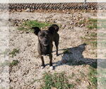 Small #7 Chihuahua Mix