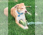 Small #1 Labrador Retriever Mix