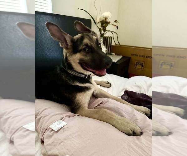 Medium Photo #4 Belgian Malinois Puppy For Sale in STONE MOUNTAIN, GA, USA