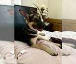 Small #3 Belgian Malinois