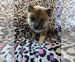Small Photo #10 Shiba Inu Puppy For Sale in MERRITT IS, FL, USA