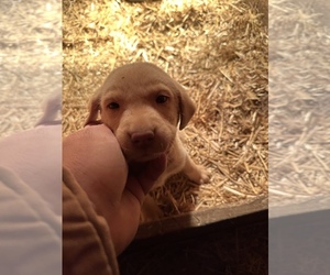 Labrador Retriever Puppy for sale in SOUTH COFFEYVILLE, OK, USA