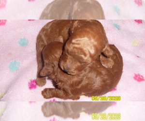 Poodle (Toy) Puppy for sale in DULUTH, GA, USA