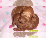 Small Poodle (Toy)