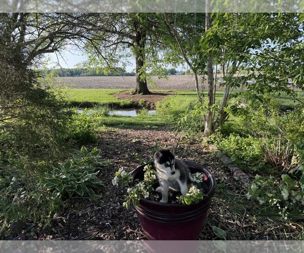 Medium Photo #45 Siberian Husky Puppy For Sale in ALTON, IL, USA