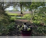 Small Photo #45 Siberian Husky Puppy For Sale in ALTON, IL, USA