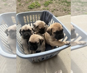 Mastiff Puppy for sale in CALDWELL, ID, USA