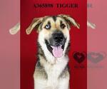 Small #1 German Shepherd Dog