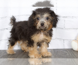 Maltipoo Puppy for sale in RED LION, PA, USA