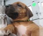 Puppy Light Green Pup Rhodesian Ridgeback