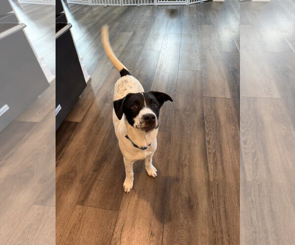 Medium Photo #5 Mutt Puppy For Sale in Germantown, OH, USA