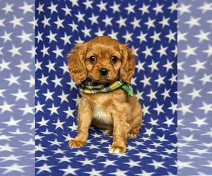 Cavalier King Charles Spaniel Puppy for sale in QUARRYVILLE, PA, USA