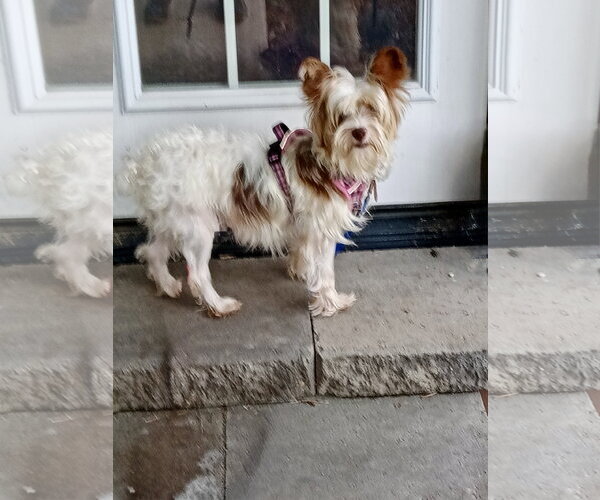 Medium Photo #1 Mutt Puppy For Sale in St. Louis Park, MN, USA