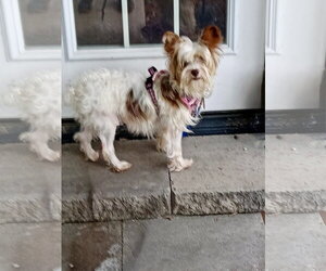 Trudy - Female Mutt Dog for Adoption
