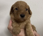 Puppy Grace Goldendoodle (Miniature)