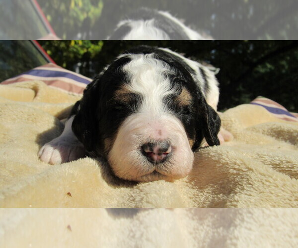 Medium Photo #8 Bernedoodle Puppy For Sale in BIG ROCK, IL, USA
