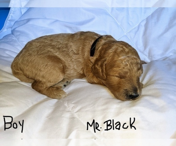 Medium Photo #5 Goldendoodle (Miniature) Puppy For Sale in RUSSELLVILLE, MO, USA