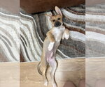 Small #3 Catahoula Leopard Dog Mix
