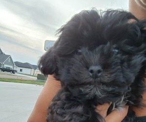 ShihPoo Puppy for sale in MITCHELL, SD, USA