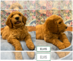 Puppy Elvis Goldendoodle