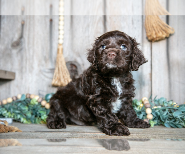 Medium Photo #2 Cocker Spaniel Puppy For Sale in BALTIC, OH, USA