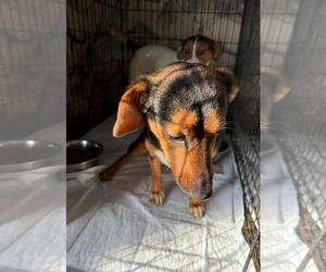 Beagle Dogs for adoption in Minneapolis, MN, USA