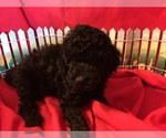 Small Photo #7 Poodle (Miniature) Puppy For Sale in AVA, MO, USA