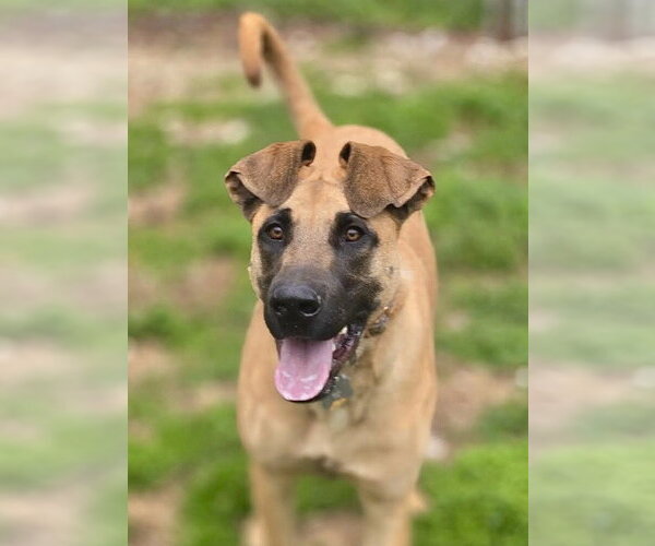 Medium Photo #3 Mutt Puppy For Sale in Crandall, GA, USA