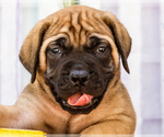 Small Photo #35 Mastiff Puppy For Sale in WAKARUSA, IN, USA