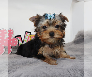 Yorkshire Terrier Puppy for sale in LOS ANGELES, CA, USA