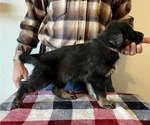 Small Photo #3 German Shepherd Dog Puppy For Sale in PENROSE, CO, USA