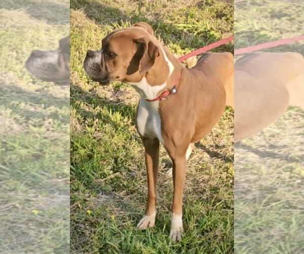 Medium Photo #2 Boxer Puppy For Sale in Dumont, NJ, USA