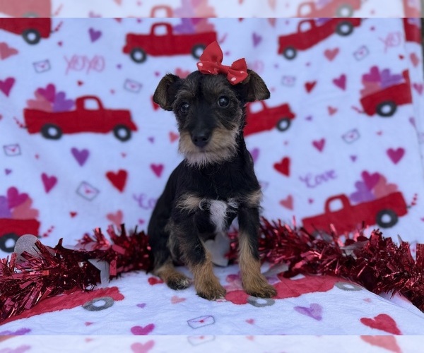 Medium Photo #3 Schnauzer (Miniature) Puppy For Sale in LAKELAND, FL, USA