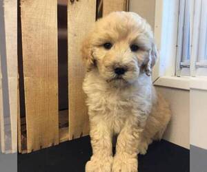 Goldendoodle Puppy for Sale in COLERIDGE, North Carolina USA