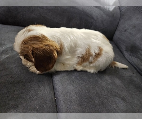 Medium Photo #6 Cavalier King Charles Spaniel Puppy For Sale in SAINT PETERSBURG, FL, USA