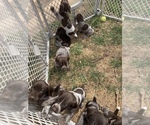 Small Photo #20 German Shorthaired Pointer Puppy For Sale in PLAINVIEW, TX, USA