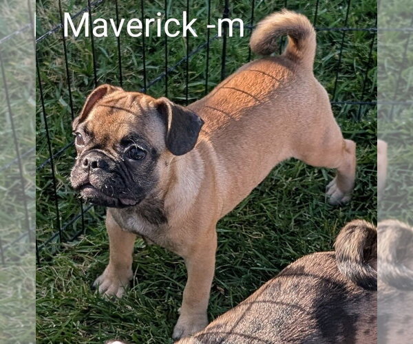 Medium Photo #2 Frenchie Pug Puppy For Sale in San Bernardino, CA, USA