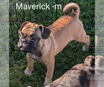 Small #1 Frenchie Pug