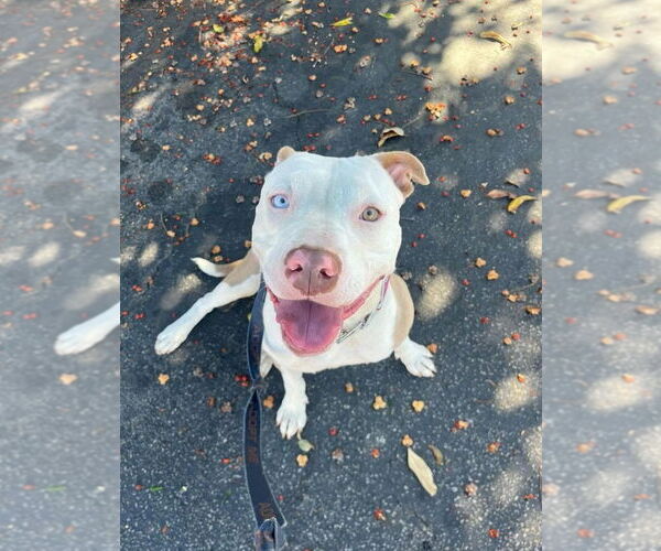 Medium Photo #15 American Staffordshire Terrier-Unknown Mix Puppy For Sale in Lake Forest, CA, USA