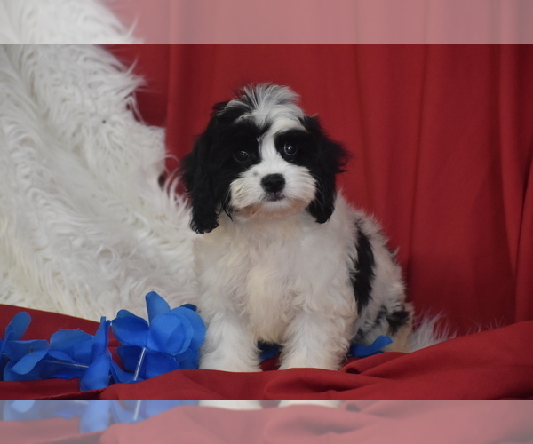 Medium Photo #3 Cavachon Puppy For Sale in ELDORADO, OH, USA