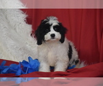 Small #2 Cavachon