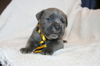 Small Photo #6 Cane Corso Puppy For Sale in MONTVILLE, OH, USA
