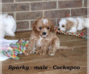 Cock-A-Poo Puppy for sale in CLARKRANGE, TN, USA