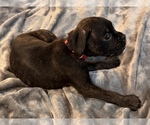 Small #4 Boxer