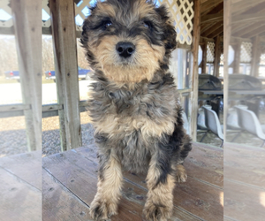 Aussiedoodle Puppy for sale in UPTON, KY, USA