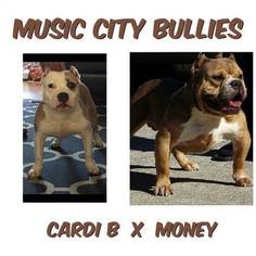 American Bully Puppy for sale in MBORO, TN, USA
