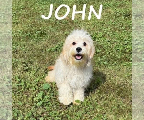 Medium Photo #3 Cavapoo Puppy For Sale in HARTLAND, MN, USA